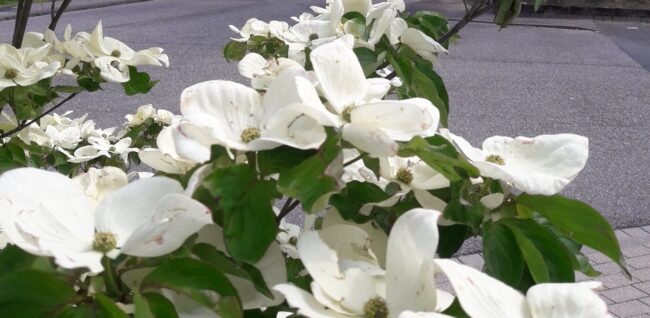 Entgeltfortzahlung: Anwalt für Arbeitsrecht erklärt den Sachverhalt Entgeltfortzahlung: Anwalt für Arbeitsrecht erklärt den Sachverhalt